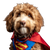 Superman Cavapoo Vinyl Car Decal Sticker – Waterproof & UV-Resistant 3.4133333333333336"
