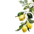 Lemon Branch V2 Vinyl Car Decal Sticker – Waterproof & UV-Resistant 3.4133333333333336"