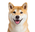 Happy Shiba Inu V7 Vinyl Car Decal Sticker – Waterproof & UV-Resistant 3.4133333333333336"
