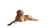 Golden Retriever Resting V2 Vinyl Car Decal Sticker – Waterproof & UV-Resistant 2.72"