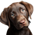 Chocolate Lab V2 Vinyl Car Decal Sticker – Waterproof & UV-Resistant 6.826666666666667"