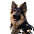 German Shepherd In Garden Vinyl Car Decal Sticker – Waterproof & UV-Resistant 3.4133333333333336"