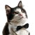 Gentleman Tuxedo Cat Vinyl Car Decal Sticker – Waterproof & UV-Resistant 6.826666666666667"
