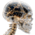 Futuristic Human Anatomy V2 Vinyl Car Decal Sticker – Waterproof & UV-Resistant 6.826666666666667"