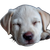 Sleeping Dog V6 Vinyl Car Decal Sticker – Waterproof & UV-Resistant 3.4133333333333336"