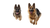 Happy German Shepherds Vinyl Car Decal Sticker – Waterproof & UV-Resistant 5.4