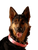 Happy German Shepherd V8 Vinyl Car Decal Sticker – Waterproof & UV-Resistant 8.213333333333333"