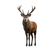 Majestic Stag V10 Vinyl Car Decal Sticker – Waterproof & UV-Resistant 6.826666666666667"