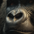 Gorilla'S Nose Vinyl Car Decal Sticker – Waterproof & UV-Resistant 6.826666666666667"
