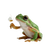 Tree Frog Catching Vinyl Car Decal Sticker – Waterproof & UV-Resistant 6.826666666666667"