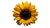 Big Sunflower V2 Vinyl Car Decal Sticker – Waterproof & UV-Resistant 2.72"