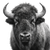 Buffalo Head Vinyl Car Decal Sticker – Waterproof & UV-Resistant 3.4133333333333336"
