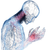 Glowing Blue Anatomy Vinyl Car Decal Sticker – Waterproof & UV-Resistant 3.4133333333333336"