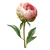 Pastel Pink Peony Vinyl Car Decal Sticker – Waterproof & UV-Resistant 3.4133333333333336"