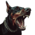 Vicious Doberman Barking Vinyl Car Decal Sticker – Waterproof & UV-Resistant 3.4133333333333336"