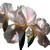 Translucent Petals Vinyl Car Decal Sticker – Waterproof & UV-Resistant 3.4133333333333336"