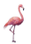 Flamingo Painting V2 Vinyl Car Decal Sticker – Waterproof & UV-Resistant 4.373333333333333"