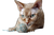 Devon Rex Play Vinyl Car Decal Sticker – Waterproof & UV-Resistant 2.986666666666667"