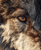 Wolf Fur Close-Up Vinyl Car Decal Sticker – Waterproof & UV-Resistant 8.0"
