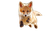 Playful Baby Fox Vinyl Car Decal Sticker – Waterproof & UV-Resistant 2.986666666666667"