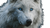 Majestic White Wolf V7 Vinyl Car Decal Sticker – Waterproof & UV-Resistant 2.72"