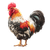 Rooster Illustration Vinyl Car Decal Sticker – Waterproof & UV-Resistant 3.4133333333333336"