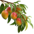 Mango Tree Branch Vinyl Car Decal Sticker – Waterproof & UV-Resistant 6.826666666666667"