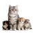 British Shorthair Family Vinyl Car Decal Sticker – Waterproof & UV-Resistant 3.4133333333333336"