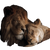Sleeping Lions Vinyl Car Decal Sticker – Waterproof & UV-Resistant 6.826666666666667"