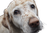 Blind Labrador Retriever Vinyl Car Decal Sticker – Waterproof & UV-Resistant 2.986666666666667"