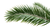 Date Palm Frond Vinyl Car Decal Sticker – Waterproof & UV-Resistant 2.72"