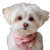 Elegant Maltese Dog Vinyl Car Decal Sticker – Waterproof & UV-Resistant 3.4133333333333336"