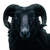 Creepy Ram Vinyl Car Decal Sticker – Waterproof & UV-Resistant 3.4133333333333336"