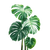 Monstera Plant V5 Vinyl Car Decal Sticker – Waterproof & UV-Resistant 3.4133333333333336"