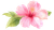 Pink Hibiscus Bloom V2 Vinyl Car Decal Sticker – Waterproof & UV-Resistant 5.4