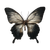 Scarred Butterfly Vinyl Car Decal Sticker – Waterproof & UV-Resistant 3.4133333333333336"