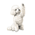 White Toy Poodle V3 Vinyl Car Decal Sticker – Waterproof & UV-Resistant 3.4133333333333336"