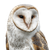 White Owl V4 Vinyl Car Decal Sticker – Waterproof & UV-Resistant 3.4133333333333336"