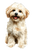 Maltipoo Illustration Vinyl Car Decal Sticker – Waterproof & UV-Resistant 4.4