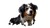 Dog In Field V2 Vinyl Car Decal Sticker – Waterproof & UV-Resistant 2.72"