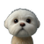 3D Maltese Dog Vinyl Car Decal Sticker – Waterproof & UV-Resistant 3.4133333333333336"