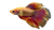 Vibrant Betta Fish V5 Vinyl Car Decal Sticker – Waterproof & UV-Resistant 5.4