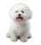 Happy Bichon Frise V6 Vinyl Car Decal Sticker – Waterproof & UV-Resistant 3.6