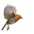 Hovering Robin Vinyl Car Decal Sticker – Waterproof & UV-Resistant 3.4133333333333336"