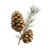 Pine Cones Twigs V2 Vinyl Car Decal Sticker – Waterproof & UV-Resistant 3.4133333333333336"