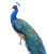 Iridescent Peacock Vinyl Car Decal Sticker – Waterproof & UV-Resistant 3.8