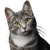Simple Cat Portrait Vinyl Car Decal Sticker – Waterproof & UV-Resistant 3.4133333333333336"