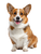Corgi Sitting Vinyl Car Decal Sticker – Waterproof & UV-Resistant 8.213333333333333"