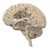Brain Cluster V2 Vinyl Car Decal Sticker – Waterproof & UV-Resistant 3.4133333333333336"