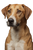 Iberian Hound Portrait Vinyl Car Decal Sticker – Waterproof & UV-Resistant 9.066666666666666"
